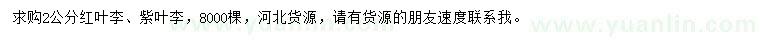 求購2公分紅葉李、紫葉李