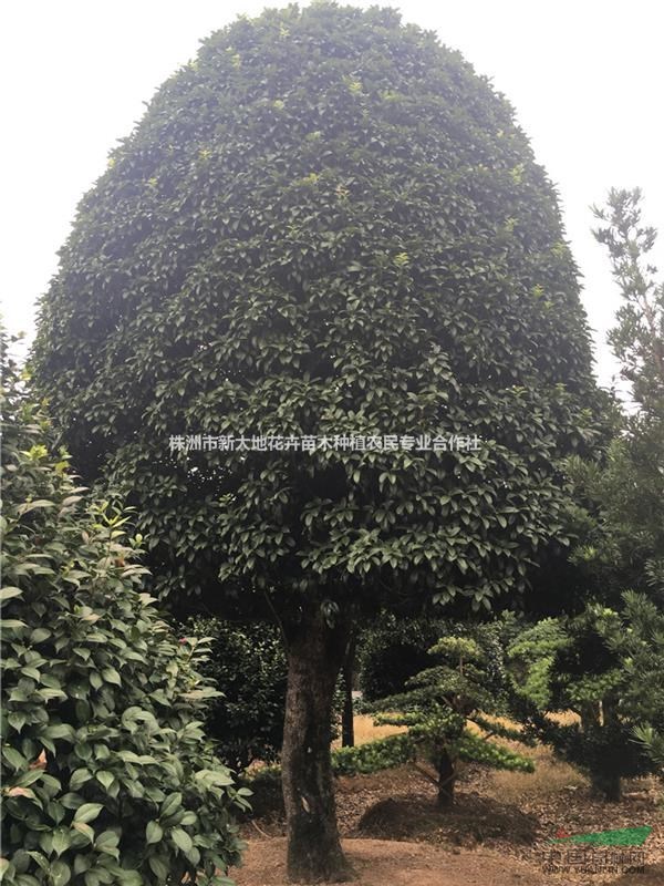 湖南四季桂&四季桂花小苗&丹桂價格&桂花基地種植技術(shù)