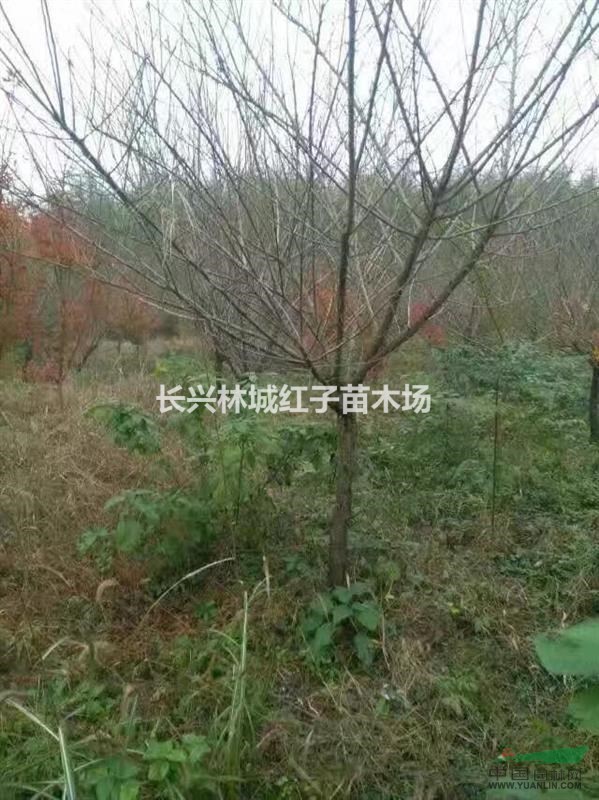 红梅，榉树，香樟，朴树