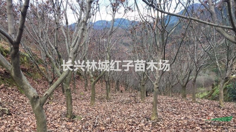 红梅，榉树，香樟，朴树