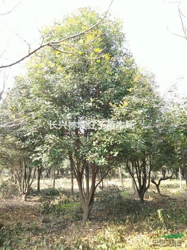 香樟大量