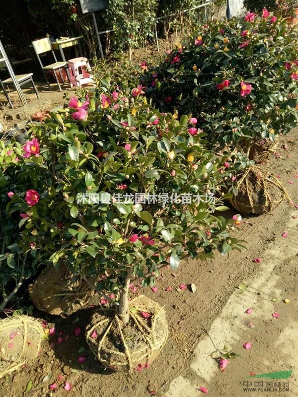茶梅球50-200冠幅