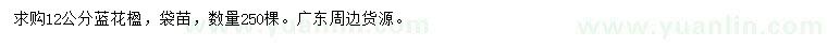 求購12公分藍花楹