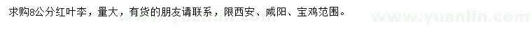 求購8公分紅葉李