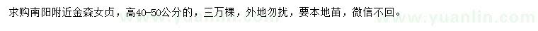 求購高40-50公分金森女貞