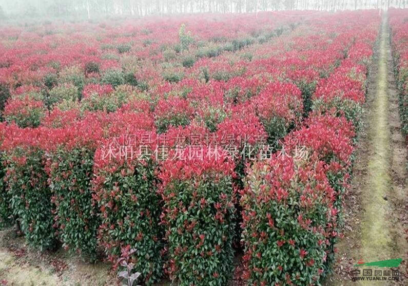 江蘇紅葉石楠柱介紹