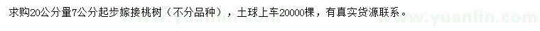 求購20公分量7公分起步嫁接桃樹