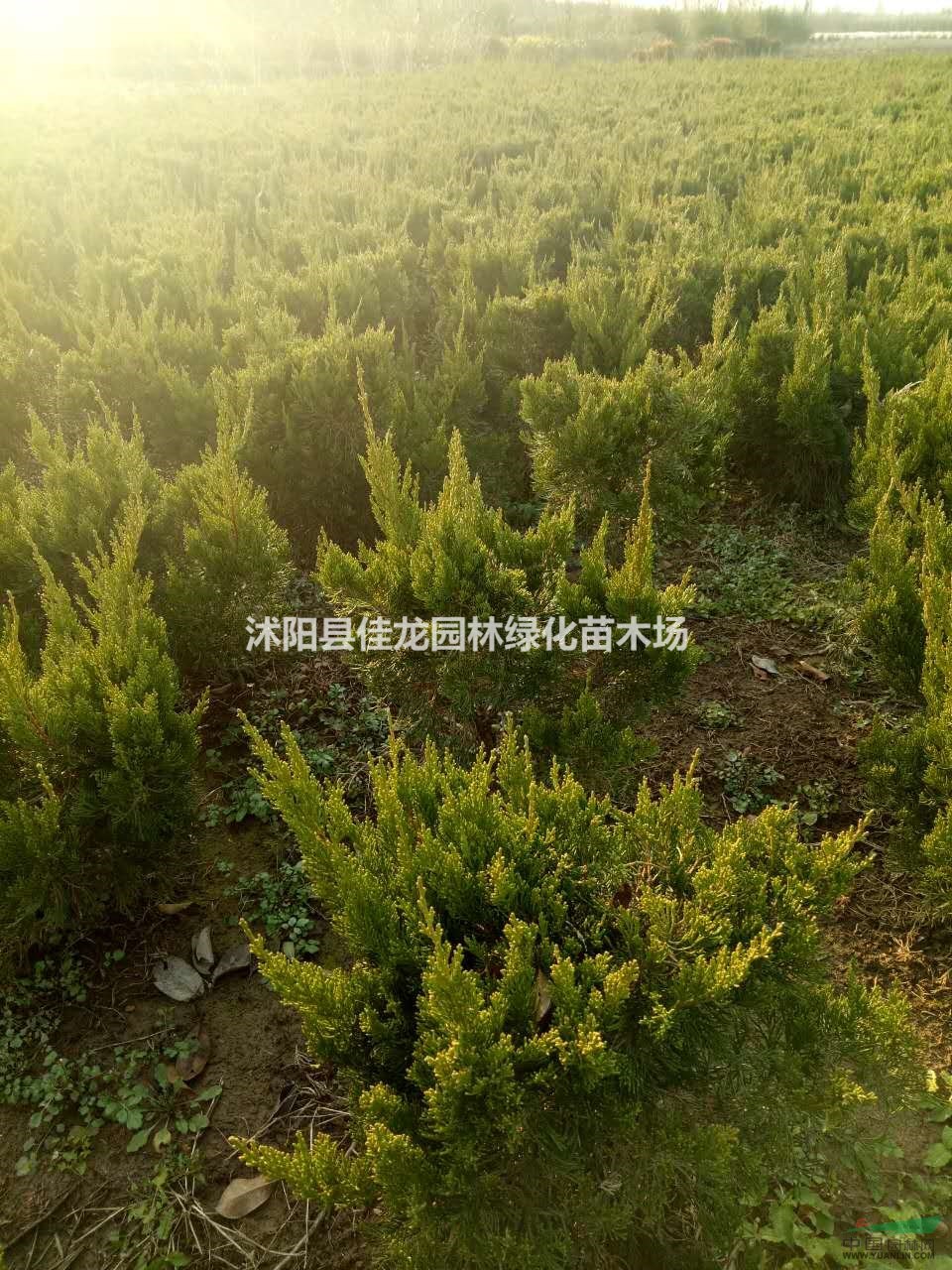  江蘇小龍柏毛球價格/小龍柏毛球批發(fā)/小龍柏毛球基地 