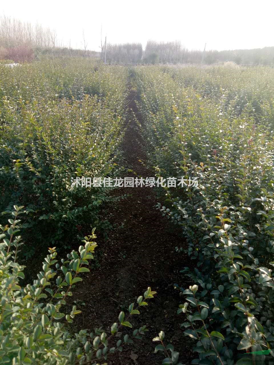 江蘇小葉女貞毛球信息/江蘇小葉女貞毛球圖片