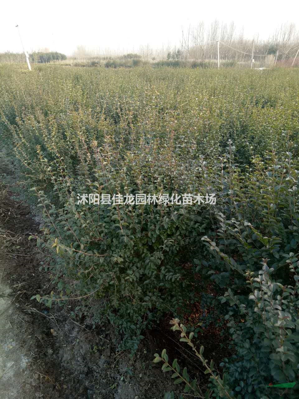 江蘇小葉女貞毛球信息/江蘇小葉女貞毛球圖片