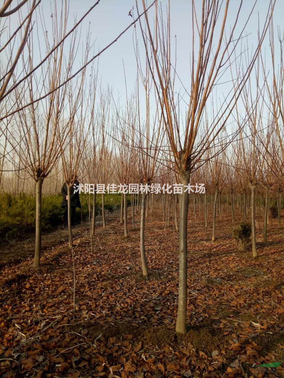 江蘇速生紫葉李價(jià)格/批發(fā)信息