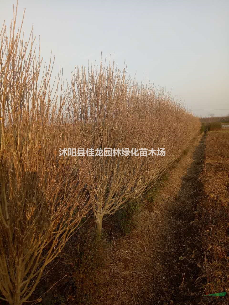 江蘇單重瓣木槿批發(fā)/單重瓣木槿基地/單重瓣木槿價(jià)格