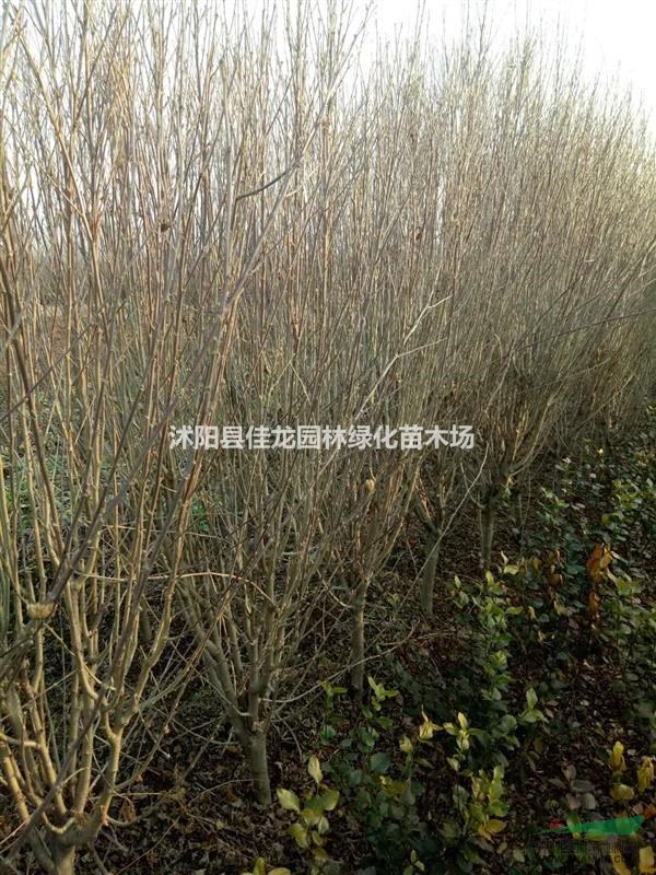 江蘇單重瓣木槿批發(fā)/單重瓣木槿基地/單重瓣木槿價(jià)格