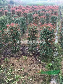 移栽1年30高度紅葉石楠小苗，5-12公分湖南紅葉石楠價格