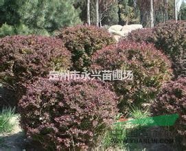 红叶小檗，红叶小檗价格，定州红叶小檗首选永兴苗圃