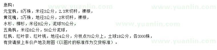 求購(gòu)元寶楓、黃花槐、水杉等