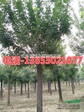 15國(guó)槐價(jià)格20國(guó)槐價(jià)格30國(guó)槐價(jià)格