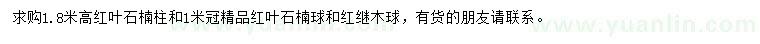 求購紅葉石楠柱、紅葉石楠球、紅繼木球