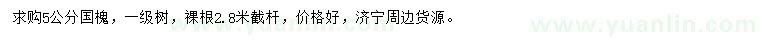 求購5公分國槐