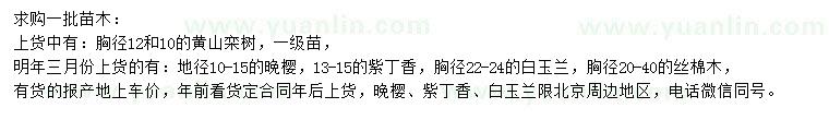 求購黃山欒樹、晚櫻、紫丁香等