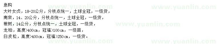 求購(gòu)大葉女貞、南欒、楸樹等