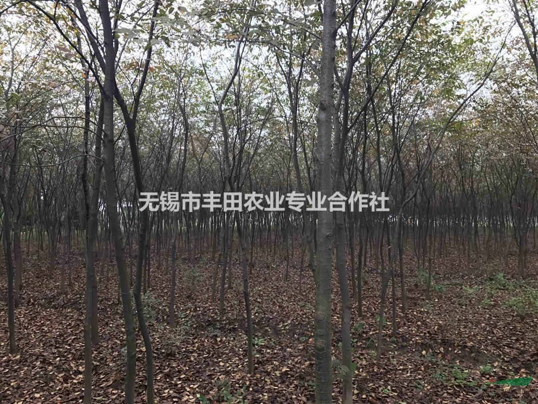 櫸樹3~6公分