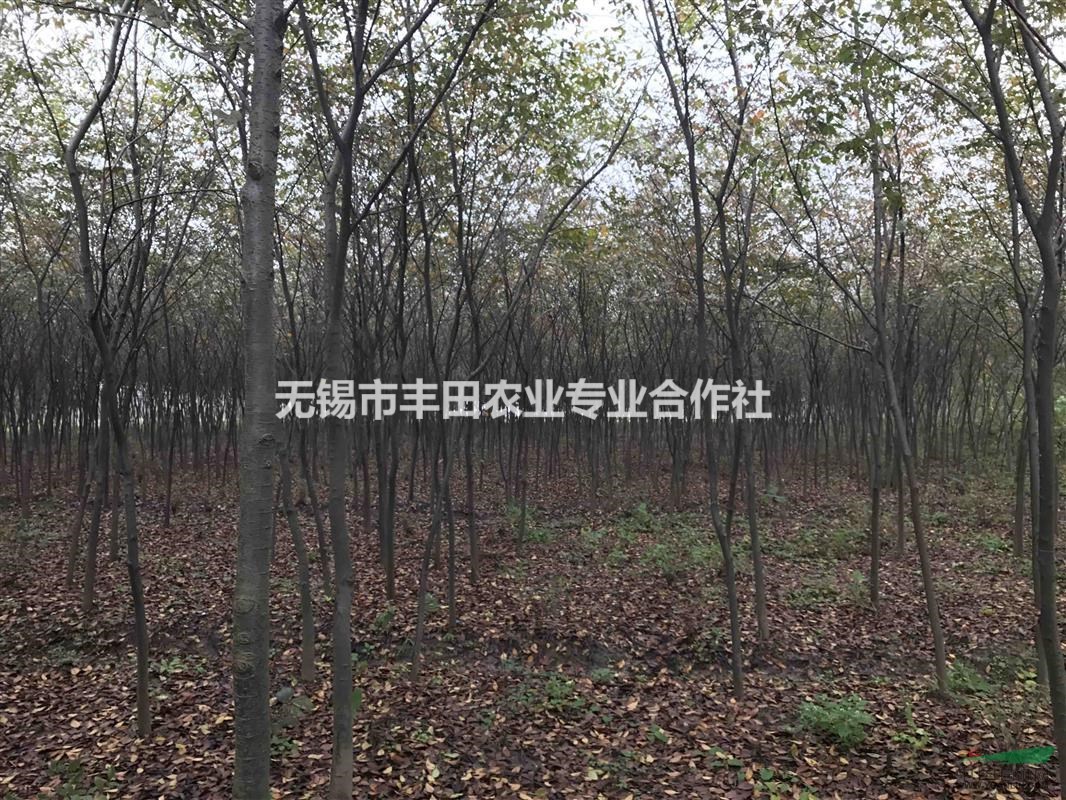 櫸樹3~6公分