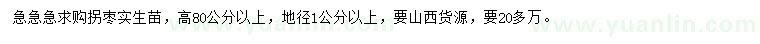 求購(gòu)高80公分以上拐棗實(shí)生苗