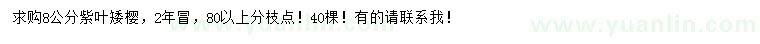 求購8公分紫葉矮櫻