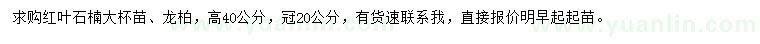 求購高40公分紅葉石楠、龍柏