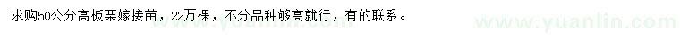 求購高50公分板栗嫁接苗