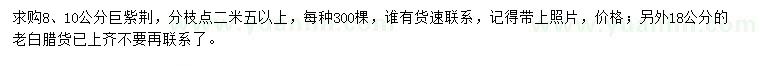 求購8、10公分巨紫荊