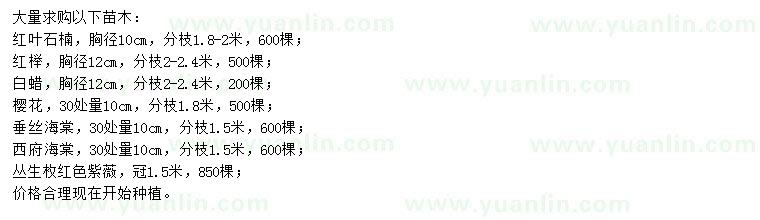 求購紅葉石楠、紅櫸、白蠟等