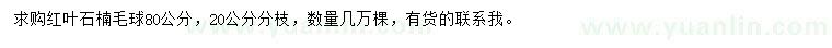求購80公分紅葉石楠毛球