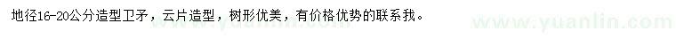 求購地徑16-20公分造型衛(wèi)矛