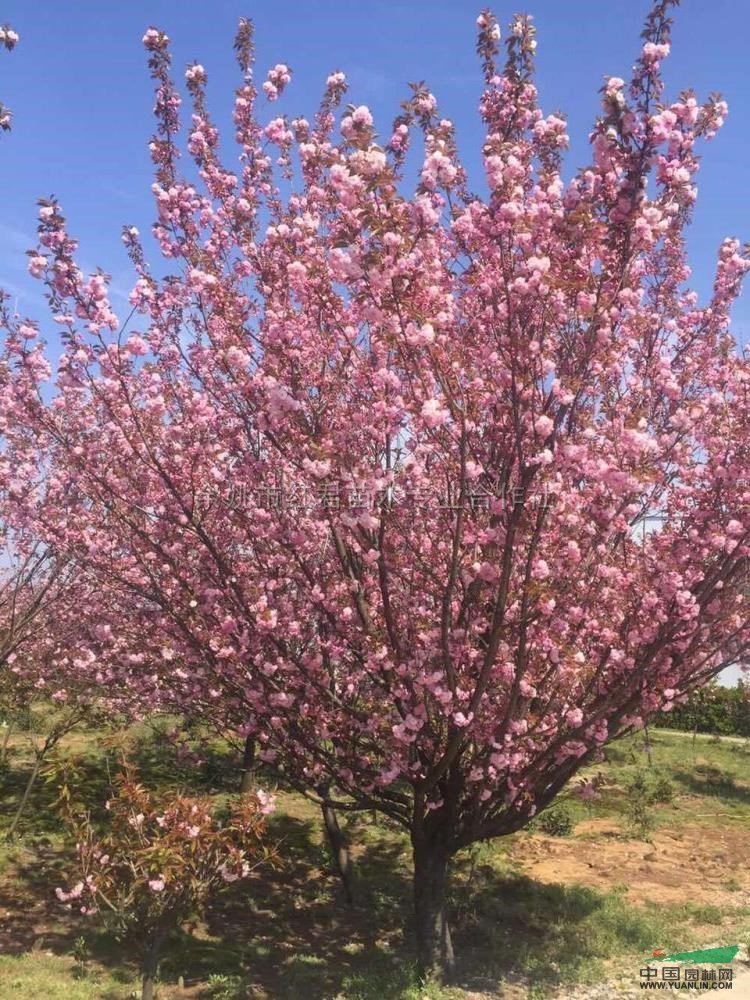 春天的樱花风采/春天的樱花风采图片