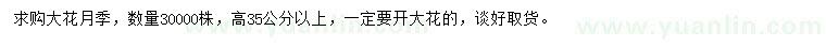 求購(gòu)高35公分以上大花月季