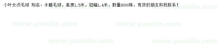 求購高1.5米小葉女貞毛球