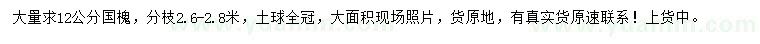 求購12公分國槐