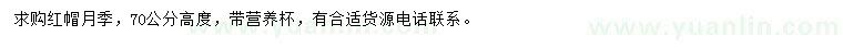 求購(gòu)高70公分紅帽月季