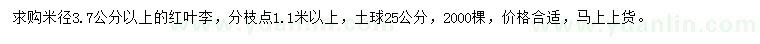 求購米徑3.7公分以上紅葉李