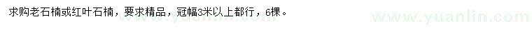 求購冠幅3米以上老石楠或紅葉石楠