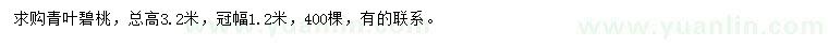 求購高3.2米青葉碧桃