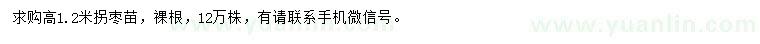求購高1.2米拐棗苗