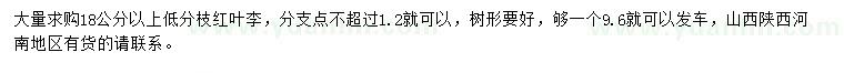 求購18公分以上低分枝紅葉李