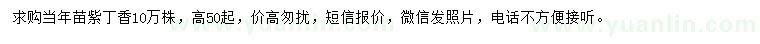 求購(gòu)高50公分以上紫丁香