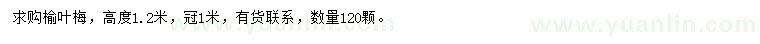求購(gòu)高度1.2米榆葉梅