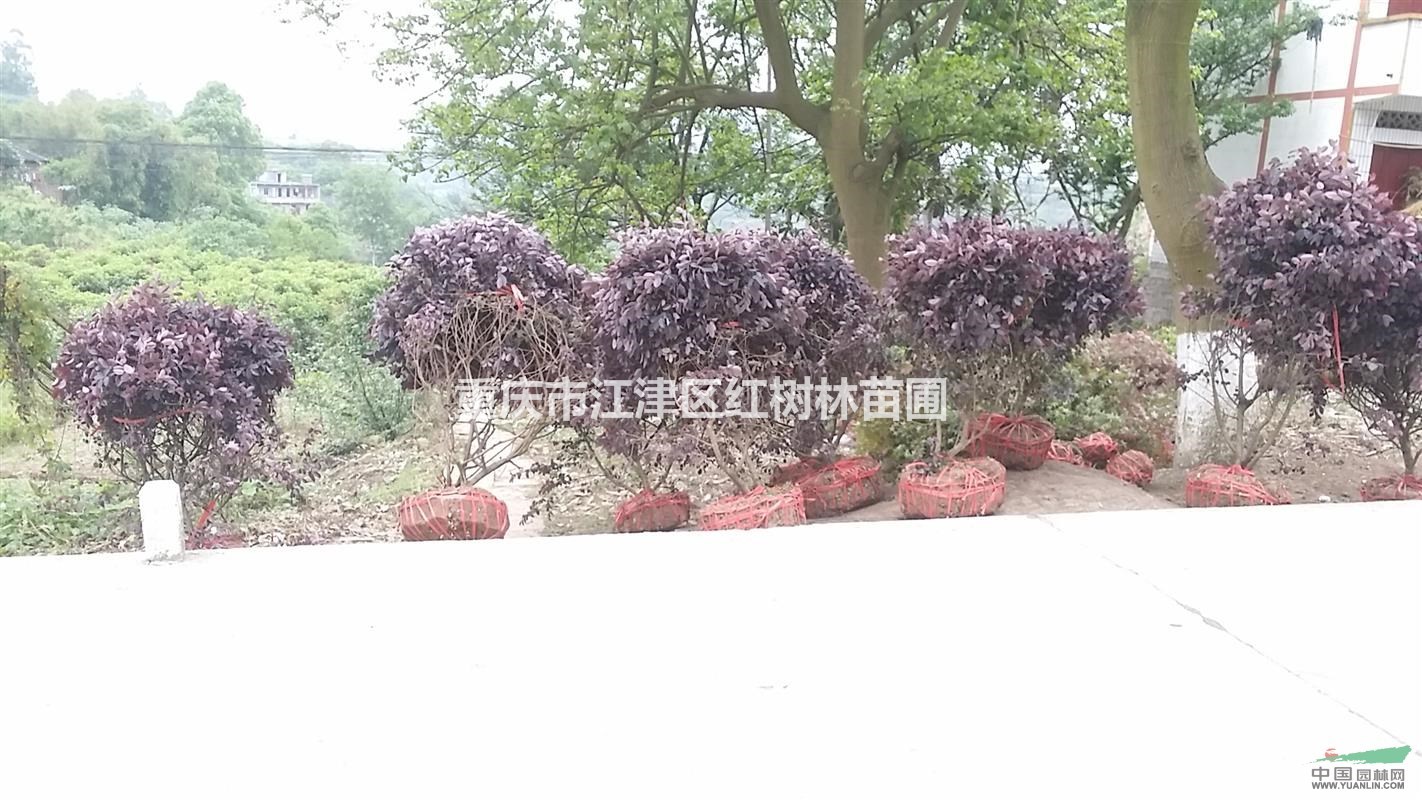 紅繼木球供應(yīng)/紅繼木球圖片