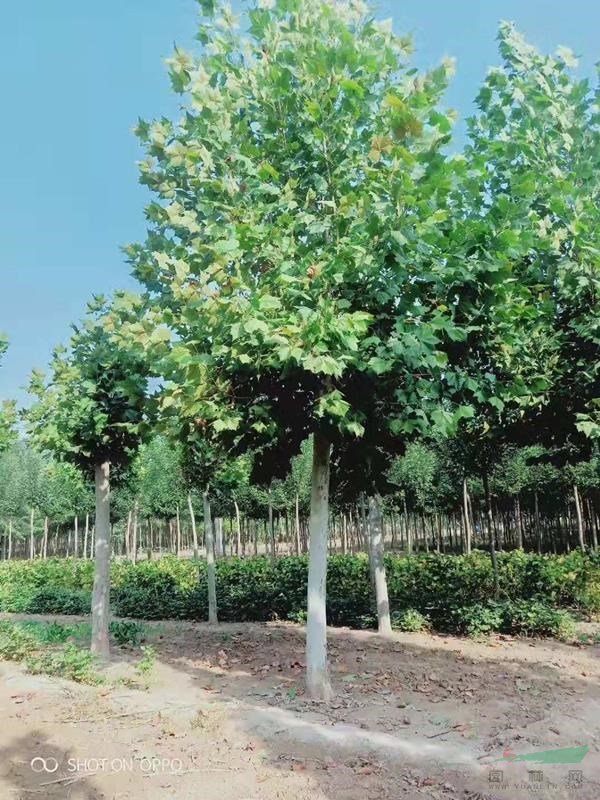 供應(yīng)山東省胸徑15公分法桐價格 18公分法桐價格