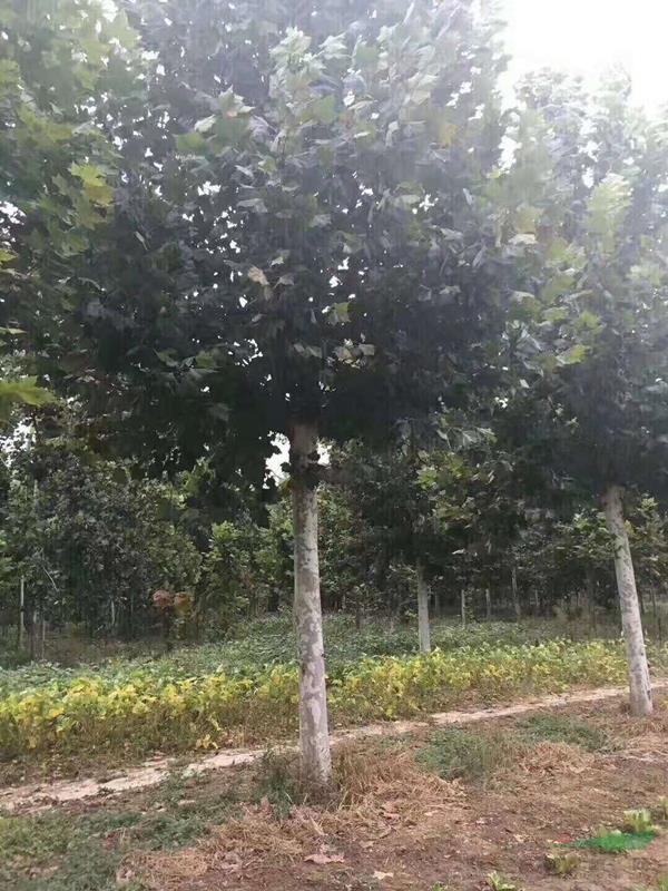 供應(yīng)山東省胸徑15公分法桐價格 18公分法桐價格